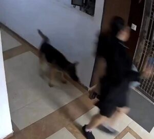 सोसायटीत घडला धक्कादायक प्रकार; पाळीव कुत्र्यांच्या हल्ल्यात युवती जखमी